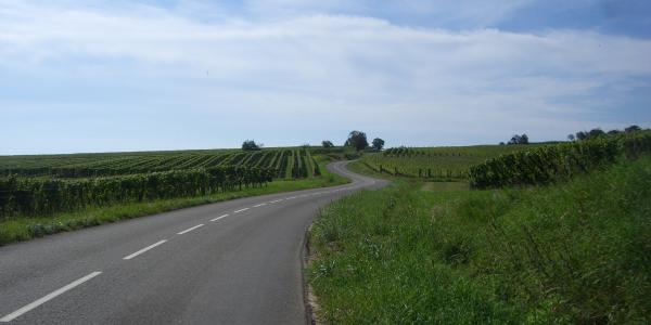 Route des Vins d'Alsace