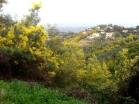 Route du Mimosa