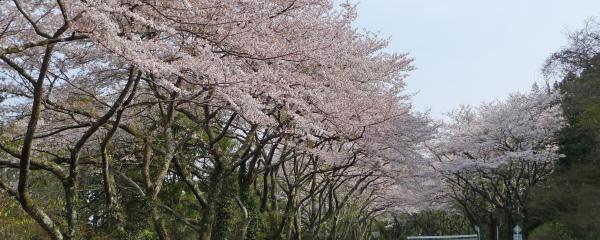 Hakone Turnpike