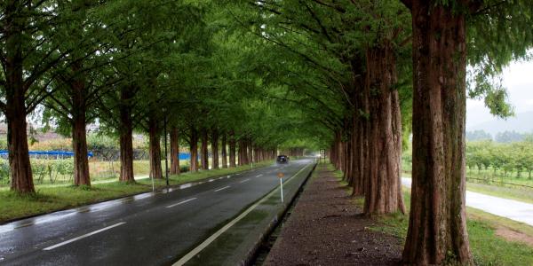 Metasequoia Avenue (Shiga)