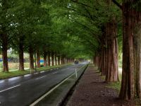 Metasequoia Avenue (Shiga)