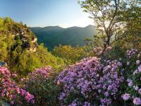 Pisgah Loop Scenic Byway