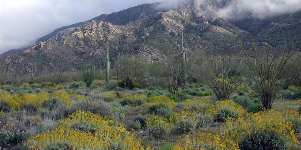 Harquahala Mountain Back Country Byway