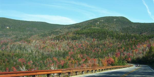 White Mountain Trail