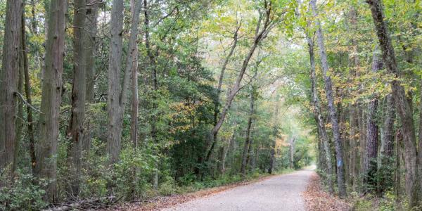 Pine Barrens Byway