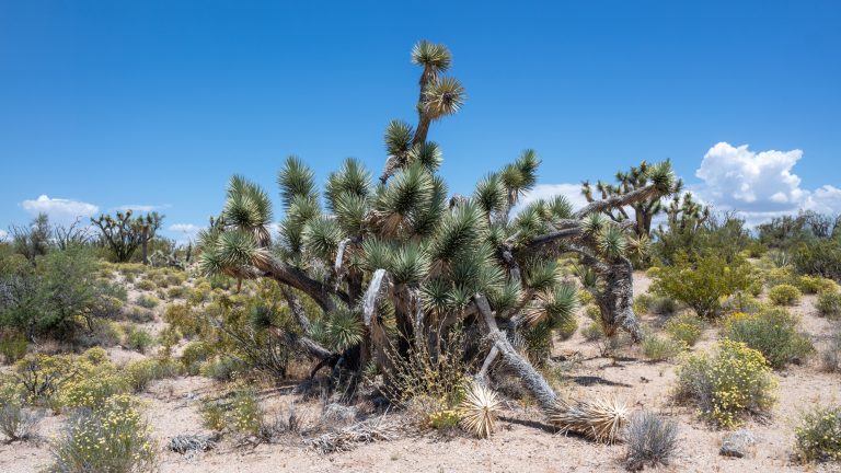 Joshua Forest Scenic Road
