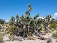 Joshua Forest Scenic Road