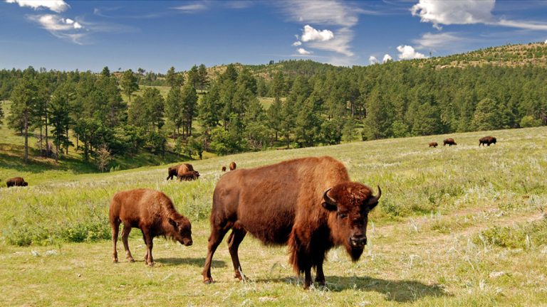Wildlife Loop Road Scenic Byway