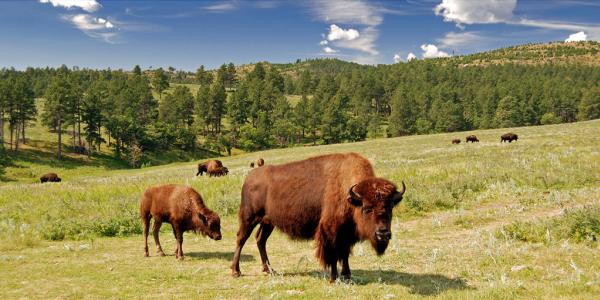 Wildlife Loop Road Scenic Byway