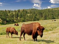 Wildlife Loop Road Scenic Byway