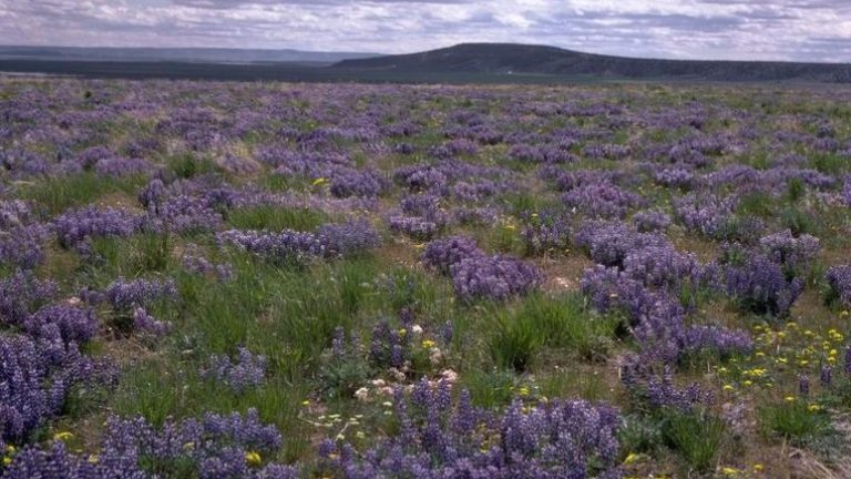 High Desert Discovery