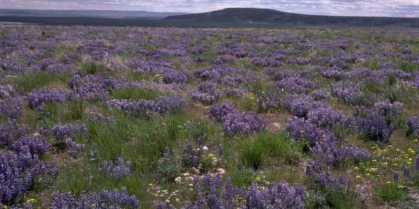 High Desert Discovery