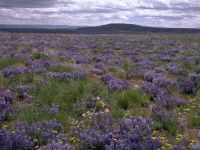 High Desert Discovery