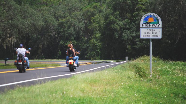 Florida Black Bear Road