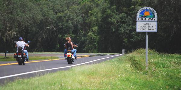 Florida Black Bear Road