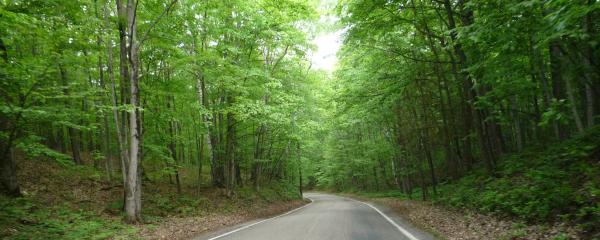 Tunnel of Trees (M-119)