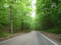Tunnel of Trees (M-119)