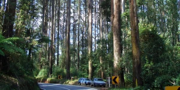 Black Spur Drive