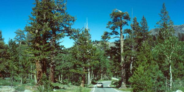 Ebbetts Pass Scenic Byway