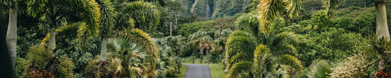Driving roads in Hawaii